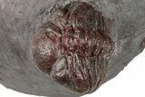 Enrolled, Red Morocops Trilobite - Hmar Laghdad, Morocco #311254-1